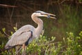 Great Blue Heron with Catfish Royalty Free Stock Photo