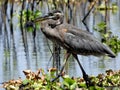 Lunch time for a Great Blue Heron