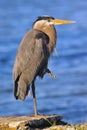 Great Blue Heron on the Chesapeake Bay Royalty Free Stock Photo