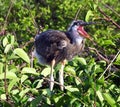 Great Blue Heron chick (Ardea herodias) Royalty Free Stock Photo