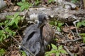 Great Blue Heron Chick on the Ground in Maine