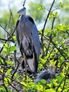 Great blue heron & chick in nest Royalty Free Stock Photo