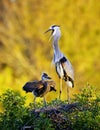 Great Blue Heron and chick at rookery