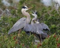 Great Blue Heron chicks begging for food from their parent - Venice, Florida Royalty Free Stock Photo