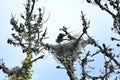 Great blue heron chicks about five weeks old, 9. Royalty Free Stock Photo