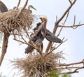 Great Blue Heron Chicks lined up for a Meal Royalty Free Stock Photo