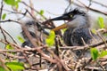 Great blue heron chicks in nest