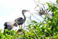 Great blue heron chicks standing in nest Royalty Free Stock Photo