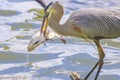 Great Blue Heron Cleaning His Catch