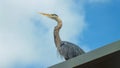 An adult white stork looking through the sky on the roof, Great blue heron close up, Ciconiidae family, Ciconiiformes Royalty Free Stock Photo