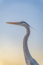 Great blue heron close-up against the clear sunset sky in Destin, Florida Royalty Free Stock Photo