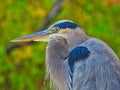 Great blue heron closeup: Blue heron bird with its neck tucked into its breast in closeup view Royalty Free Stock Photo