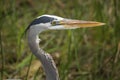 Great blue heron closeup in Florida`s Everglades National Park. Royalty Free Stock Photo