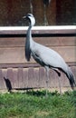 Great blue heron closeup Royalty Free Stock Photo