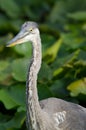 Great Blue Heron closeup in a marsh