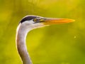 Great blue heron - closeup portrait with interesting green background from the trees and leaves - taken at the Wood Lake Nature Ce