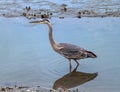 Great blue heron closeup reflected at low tide Royalty Free Stock Photo