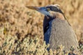 Great blue heron closeup Royalty Free Stock Photo