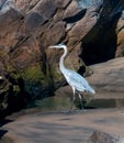 Great blue heron closeup on a sunny day Royalty Free Stock Photo