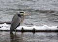 Great blue heron in cold water in Yellowstone in winter