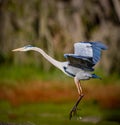 Great Blue heron comes in for a landing in Myakka Park Royalty Free Stock Photo