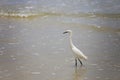 Great Blue Heron on the beach in St. Augustine Florida