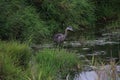 A great blue heron with dark coloration standing in a pond of water Royalty Free Stock Photo