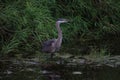 A great blue heron with dark coloration standing in a pond of water Royalty Free Stock Photo