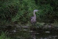 A great blue heron with dark coloration standing in a pond of water Royalty Free Stock Photo