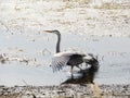 Great Blue Heron displays territorial aggression in feeding grounds Royalty Free Stock Photo