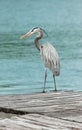 Great Blue Heron on a dock Royalty Free Stock Photo