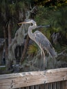 Great Blue Heron on The Dock Royalty Free Stock Photo