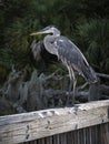Great Blue Heron on The Dock Royalty Free Stock Photo