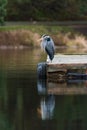 Great Blue Heron on dock with reflection in water Royalty Free Stock Photo