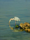 A Great Blue Heron stays poised to strike.