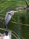 Great Blue Heron Dressed in Springtime Feathers