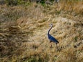 Great Blue Heron in dry grass Royalty Free Stock Photo