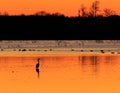 Great Blue Heron with ducks in the background standing in flooded rice field used as hunting ground during duck season at the Bald Royalty Free Stock Photo