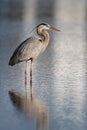 Great Blue Heron - Early Morning Royalty Free Stock Photo