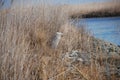 Great Blue Heron at ease near a river in phragmites. Royalty Free Stock Photo