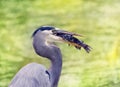 Great Blue Heron eating a fish Royalty Free Stock Photo