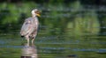 Great Blue Heron eating a fish in soft focus Royalty Free Stock Photo