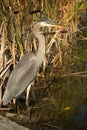 Great blue heron eating fresh fish