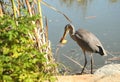 Great blue heron eating fresh fish