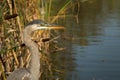 Great blue heron eating fresh fish