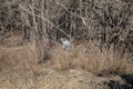 Great Blue Heron Eating Snake Royalty Free Stock Photo