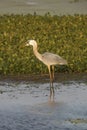 Great blue heron eating a snake at Orlando Wetlands Park. Royalty Free Stock Photo