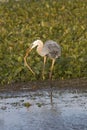 Great blue heron eating a snake at Orlando Wetlands Park. Royalty Free Stock Photo