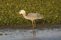 Great blue heron eating a snake at Orlando Wetlands Park. Royalty Free Stock Photo