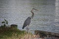 Great Blue Heron on the Edge of the Water Royalty Free Stock Photo